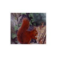 Armex American Squirrel Target Face (5 Pack)