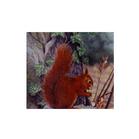 Armex American Squirrel Target Face (5 Pack)
