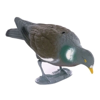 East Anglian Flocked Pigeon with Legs - Feeding