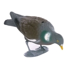 East Anglian Flocked Pigeon with Legs - Feeding