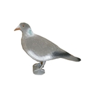 East Anglian Flocked Pigeon with Legs - Head Up