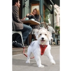 Kurgo Tru-Fit Smart Harness w/Seat Belt Tether