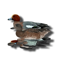 NRA European Widgeon Fold Up Decoy (FUD 6 Pack)