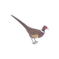 Sportplast Pheasant Decoy