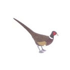 Sportplast Pheasant Decoy