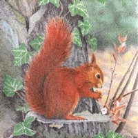 Armex Target Armex American Squirrel Target Face (5 Pack) | Uttings.co.uk