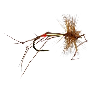 Image of Caledonia Pearly Daddy Fly
