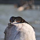 Image of Cocoons Slim Line Polarized Sunglasses - Black Frame / Amber Lens