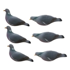 Final Approach Last Pass Pigeon Decoys (Fully Flocked) - 6pk