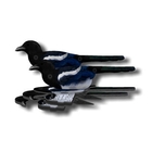 Image of NRA European Magpie Fold Up Decoy (FUD 6 Pack)