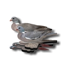 Image of NRA Wood Pigeon Fold Up Decoy (FUD 6 Pack)