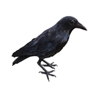 Image of Riverside Outdoor Full Feather Calling Crow