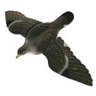 Seeland Flying Pigeon (Flocked) with Wings