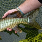 Image of Cortland Pike Musky Sink 8 Fly Line - Black/Olive