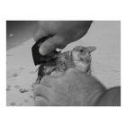 Image of Gerber Gutsy Compact Fish Processing Tool - Black