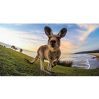 Image of GoPro Tripod Mounts