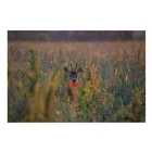 Image of GPO Rangeguide 3000 8x32 Rangefinder/Binocular