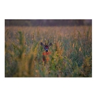 Image of GPO Rangeguide 2800 Rangefinder/Binocular 8x32 LRF