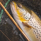 Image of Vision 4 Piece Rivermaniac Medium Fly Rod - 9ft 6in - #7