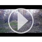 Image of Bushnell Trophy Cam HD - Black LED - Brown